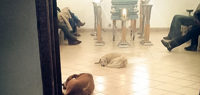 Sokak Köpekleri Kendilerini Besleyen Kadının Cenazesinde!