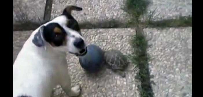 Çılgın Kaplumbağa Köpeğe Karşı