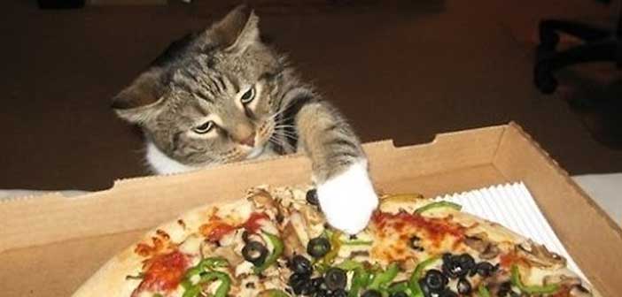 Pizza Çalan Kediler