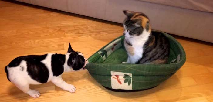 Köpek Yatağını Kediden Geri Almaya Çalışıyor