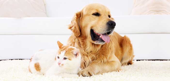 Featured image of post Kedi - Köpek Lekelerini Çıkarmanın Kolay Yolu