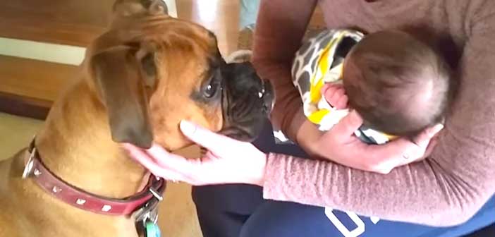 Köpeğin Yenidoğan Bebekle Tanışması
