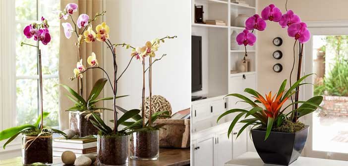 Featured image of post Orkide Çiçeğinin Bakımı