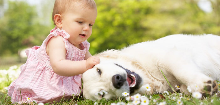 Küçük Çocukları Olan Aileler İçin En Iyi Köpek Irkları