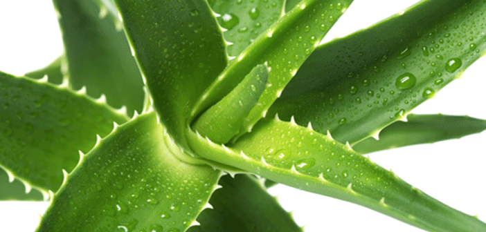 Featured image of post Saç Ve Cilt İçin Aloe Vera Maskesi