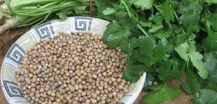 Kişnişin Sağlığa Faydaları