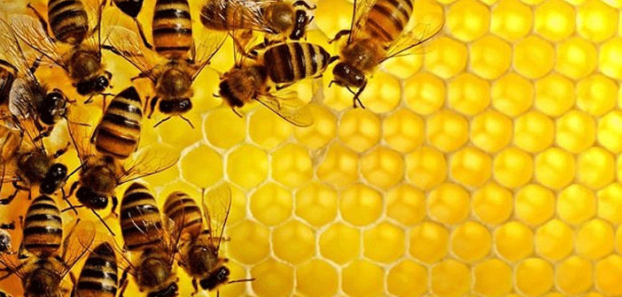 Featured image of post Doğal ve Etkili İlaç Propolis Nedir?