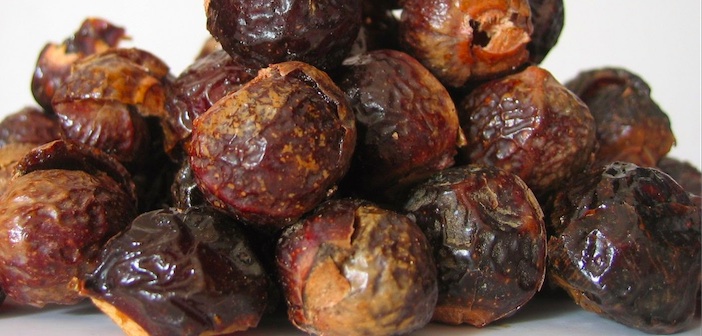 Featured image of post Sabun Cevizini Biliyor Musunuz?