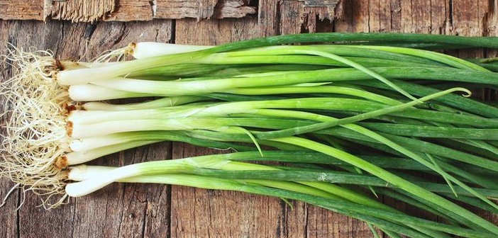 yesil-sogan