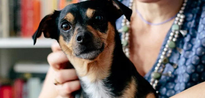 Featured image of post Köpeğinizin Sizi Sağlıklı Tutacak Gizlice Yaptığı 5 Şey