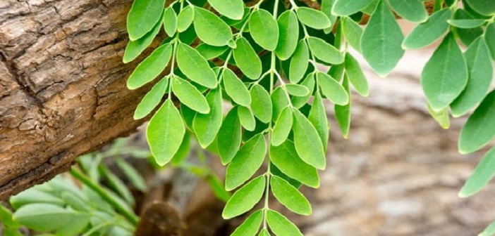Featured image of post Mucize Ağaç Moringa'nın Faydaları