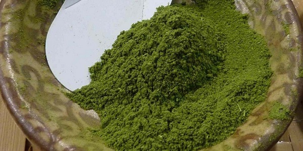 moringa3