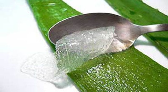 aloe-vera-suyu2