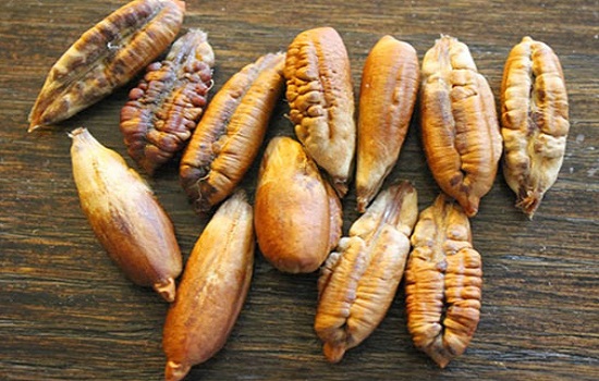 hurma-cekirdegi