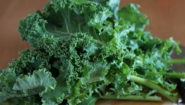 kale-bitkisi