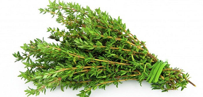 Featured image of post Kekiğin 11 İnanılmaz Faydası