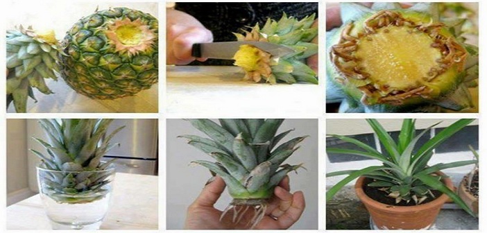 Featured image of post Evde Ananas\u00a0Yetiştirmenin Basit Yöntemi