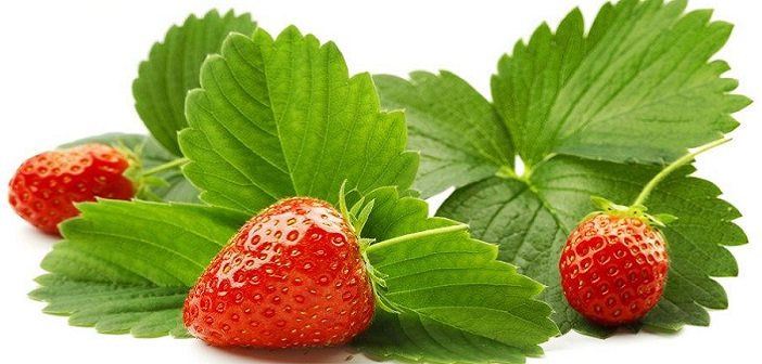Featured image of post Çilek Yapraklarının Sağlık Faydaları Nelerdir?