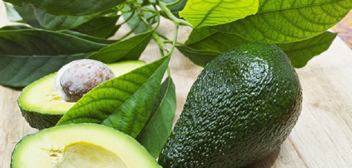 Featured image of post Avokado Yaprağı Çayı Nasıl Yapılır? Faydaları Nelerdir?