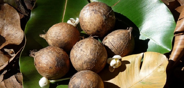 Featured image of post Tamanu Yağının Sağlık ve Güzellik Faydaları