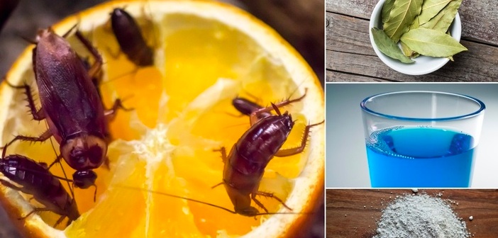 Featured image of post Hamam Böceklerinde Kurtulmak İçin 7 Doğal Yöntem