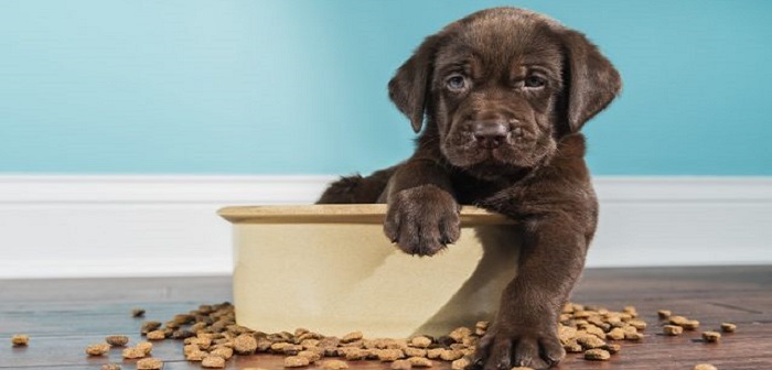 Featured image of post Köpeğinize Verebileceğiniz 9 Sağlıklı Yiyecek