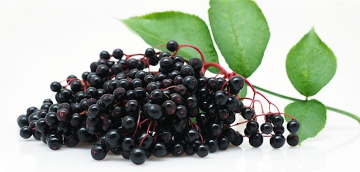 Featured image of post Hergün Mürver Şurubu Almak İçin 7 Neden