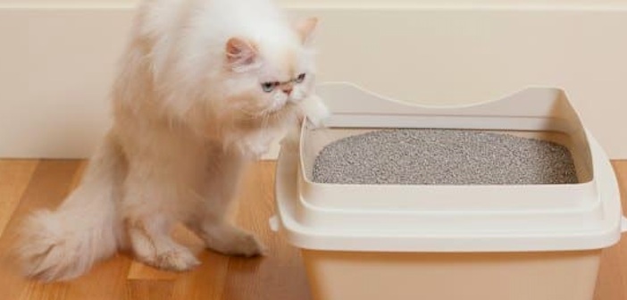 Kedi Kumu Temizlemek İstemiyorsanız