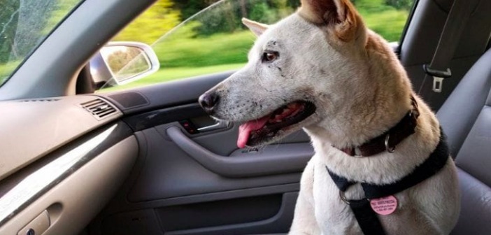 Köpeğiniz Arabada Nerede Seyahat Ediyor?