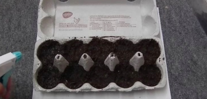 Featured image of post Boş Yumurta Kartonlarınızı Atmayın: Şaşırtıcı Şeyler Yapın
