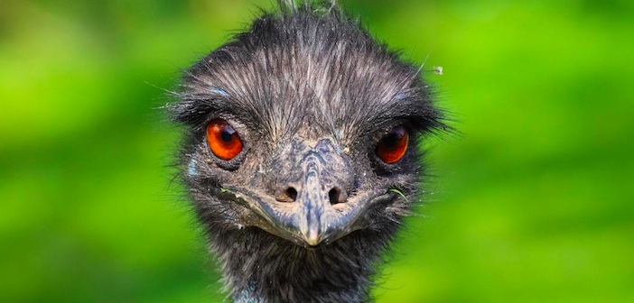 Featured image of post Saç İçin Emu Yağı Nasıl Kullanılır?