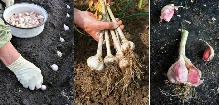 Saksıda Kendi Sarımsağınızı Büyütün