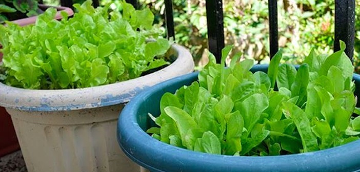 Yeşil Salata Yetiştirmek İçin Bahçeye İhtiyacınız Yok