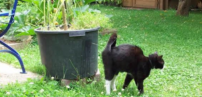 Featured image of post Kedi İdrar Kokusu Nasıl Giderilir?