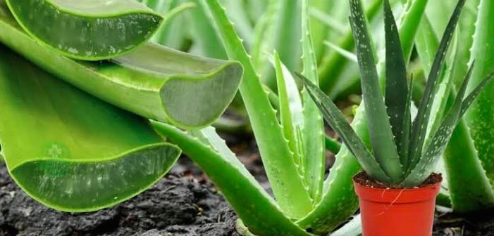 Aloe Vera Bitkisi Nasıl Canlandırılır?
