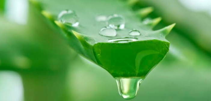 Aloe Vera Suyu Saç İçin Nasıl Kullanılır?
