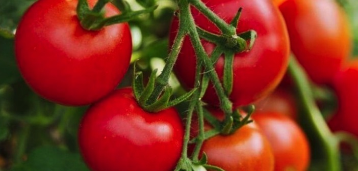 Featured image of post Domatesin Lezzetini Arttırmayı Biliyor Musunuz?