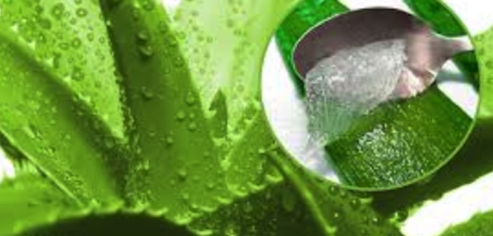 Aloe Vera Jeli Nasıl Yapılır? Nasıl Saklanır?