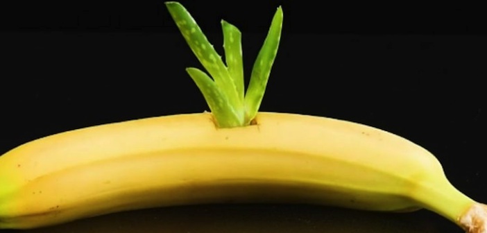 Muzun İçine Aloe Vera Bitkisi Koymalısınız