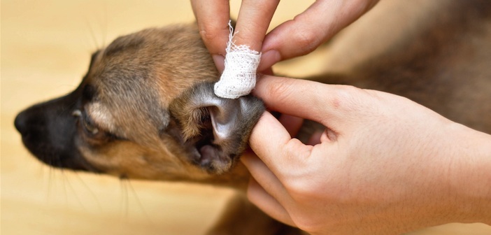 Köpek Kulağı Temizleme Solüsyonu Yapımı