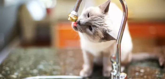 Lavabodaki Kedi Çiş Kokusunu Nasıl Çıkarırsınız?
