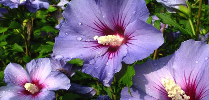 Mucize Bitki: Hibiskus (Hatmi Çiceği)