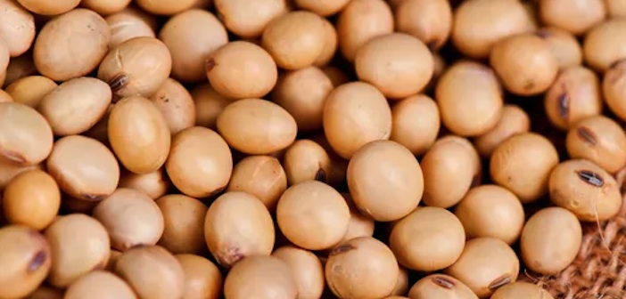 Soya Unu Sağlıklı mı?