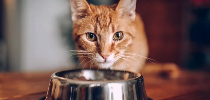 Ev Yapımı Yaş Kedi Maması Tarifleri