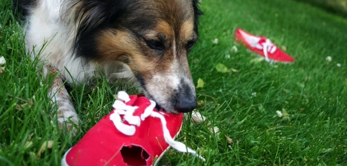 Köpekler Neden Ayakkabı Yer? Nasıl Vazgeçirilir?