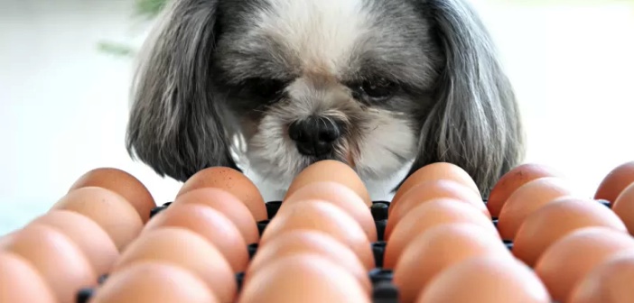 Köpeğe Çiğ Yumurta Vermenin Yararları ve Riskleri