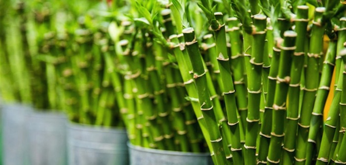 Bambu Bitkisi Bakımı Nasıl Yapılır?