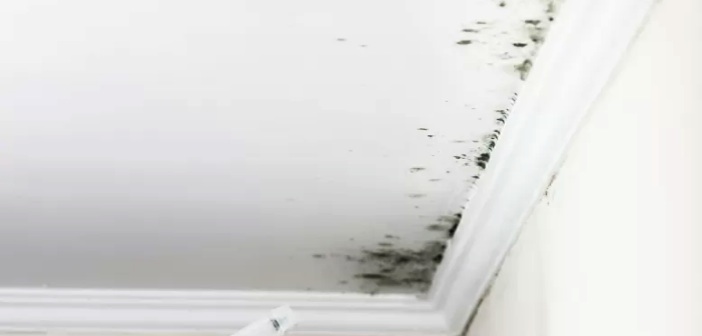 Banyo Tavanındaki Küf Nasıl Yok Edilir?
