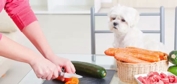 Köpek Maması Yapmanın İpuçları
